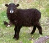 Mouton noir au sud de l'Islande (Vestmanneyjar)