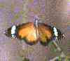 Papillon, Kakadu National Park